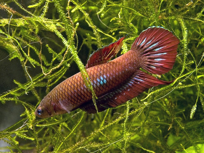 Male of Betta coccina.