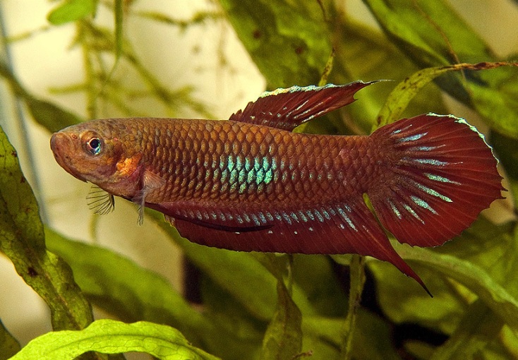 Male of Betta coccina.