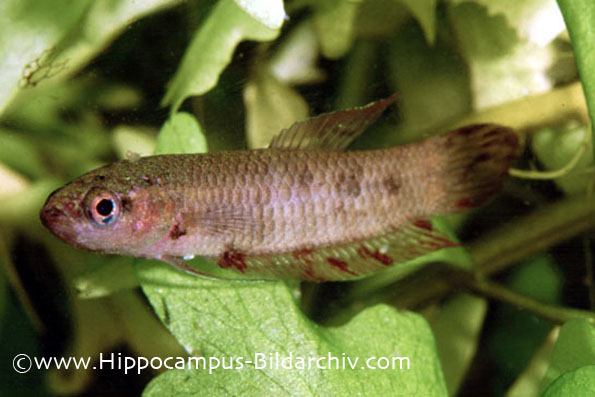 Female of Betta coccina with stress colouration.