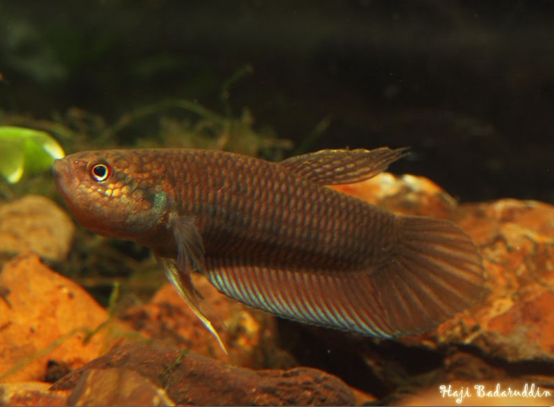 Male brooding eggs.