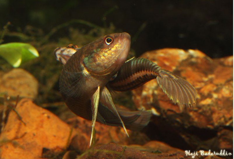 Pair about to embrace during spawning; male lower.