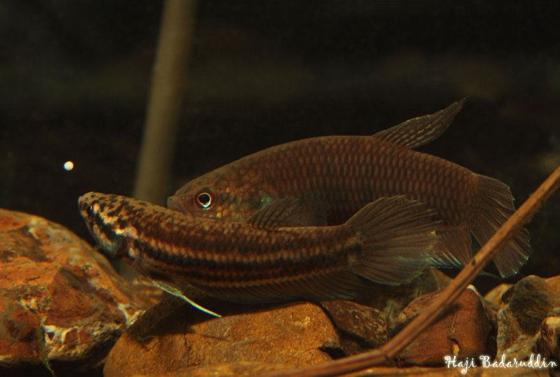 During spawning, eggs are laid in batches and the female passes them to the male.
