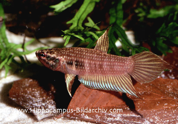 Adult male specimen.
