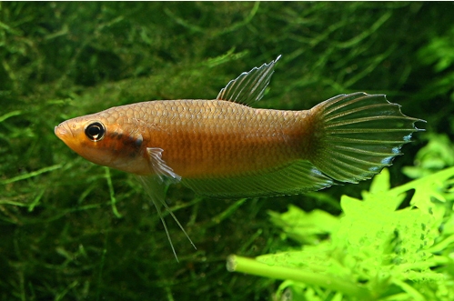 Female of Betta enisae from Putussibau.
