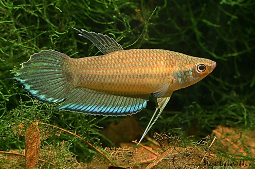 Male of Betta enisae from Putussibau, upper Kapuas river, Kalimantan, Borneo