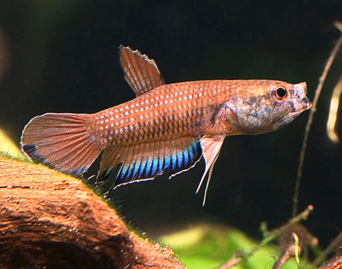 Adult male specimen from Jambi province, Sumatra.