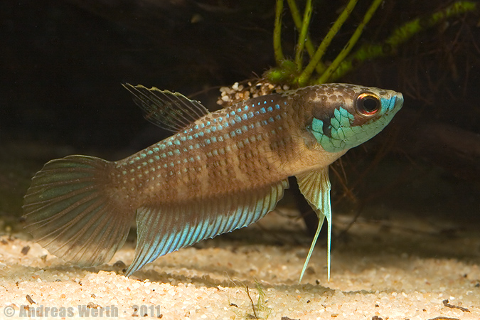 Adult male specimen from the aquarium trade.