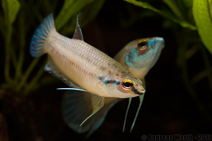 Adult female from the aquarium trade.