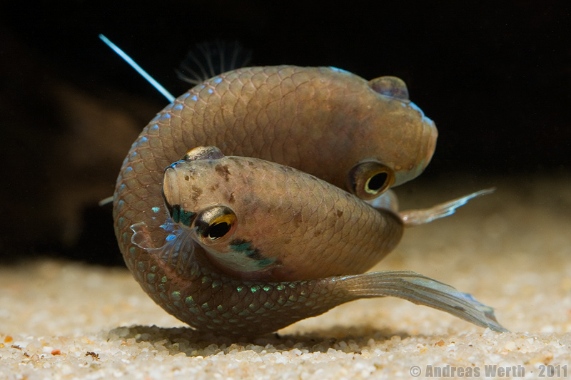 Spawning embrace; male upper.