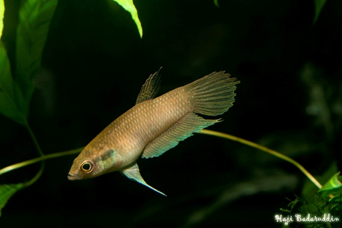 Female from Serikin.