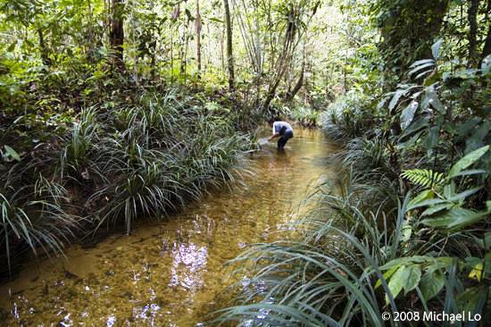 A stream habitat close to Lundu, Sarawak.