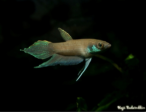 Adult male specimen collected close to the town of Serikin on the Sarawak/Kalimantan Barat border, Borneo.