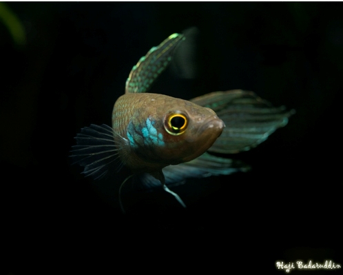 Head profile; male of Serikin population.