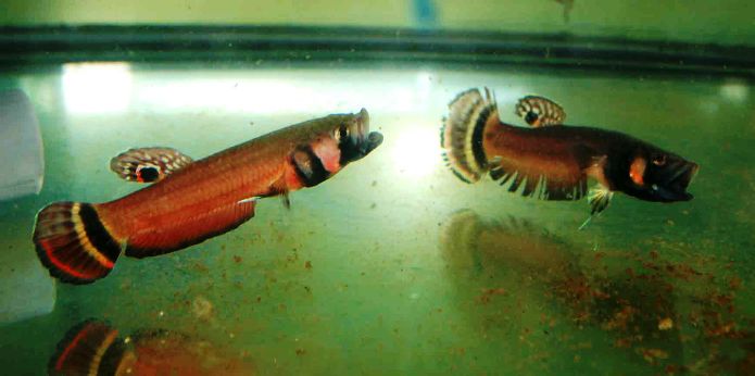 Males from Marudi in dominance battle. The alpha fish is on the left, signified by more intense colouration and undamaged fins.