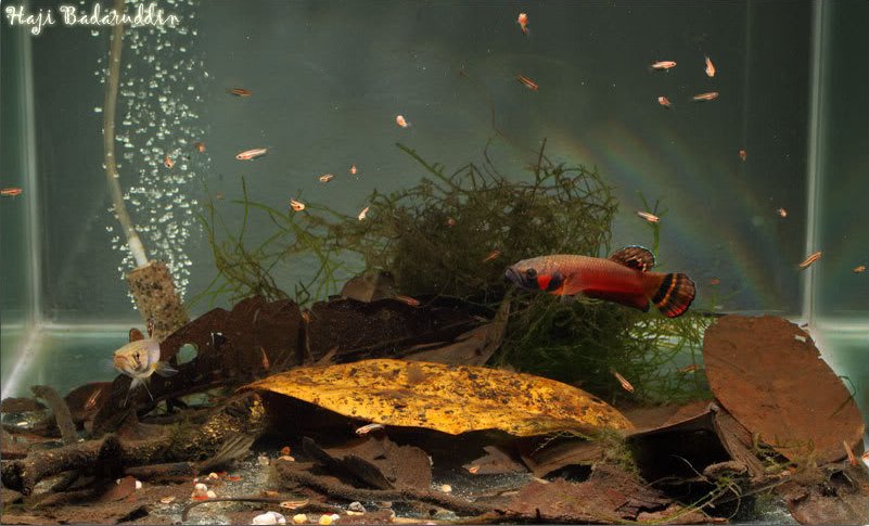 A typical breeding set-up housing just a single pair plus fry.
