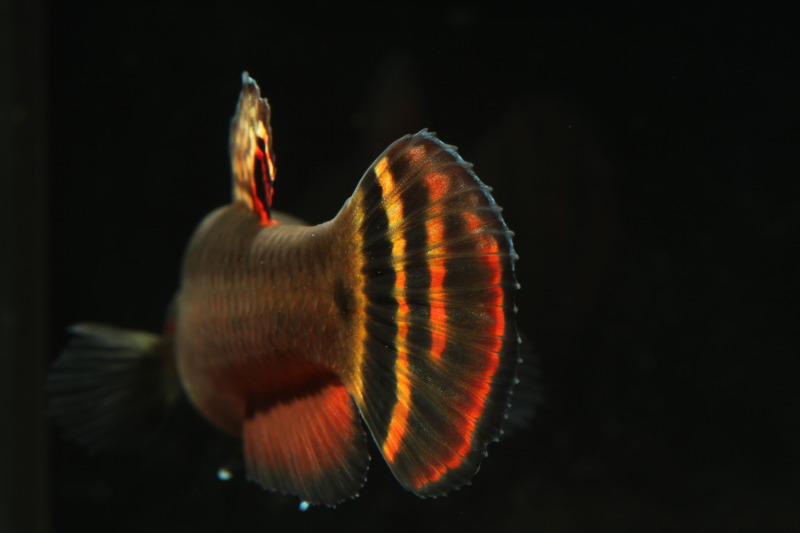Caudal fin detail of male.