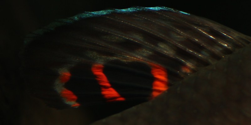 Dorsal fin detail of male.