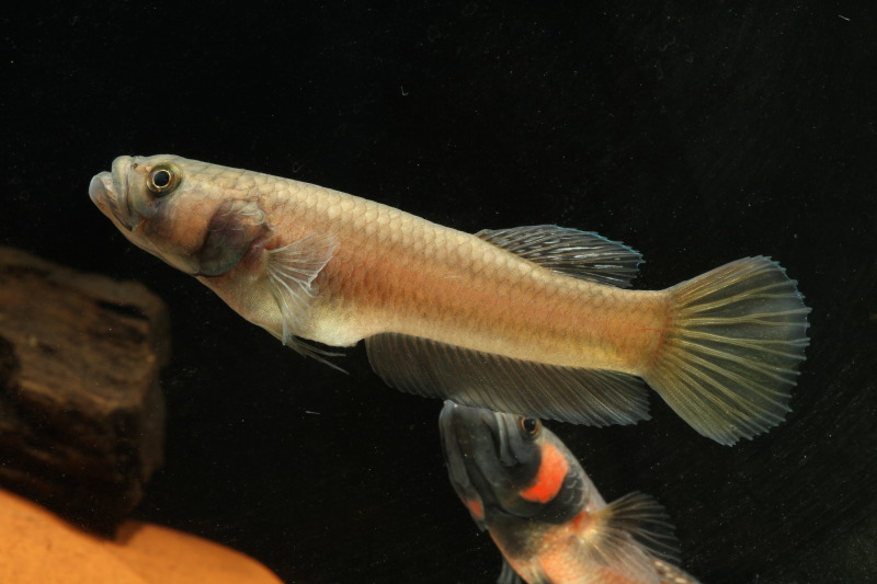 Wild-caught female from Marudi.