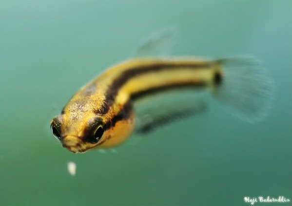 Young juvenile feeding on Artemia nauplii.