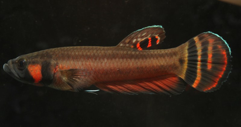 Wild-caught male from Marudi.