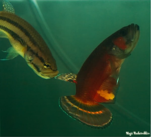 The male attempts to catch all the eggs using his anal fin...