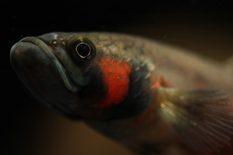 Head detail of male.