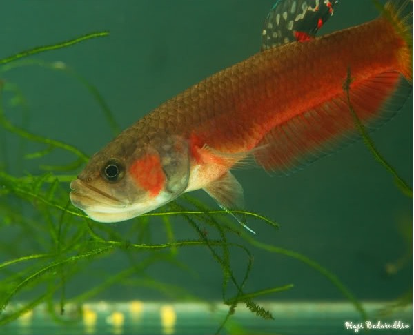 All the eggs are now in the mouth of the male where they may remain for several weeks.