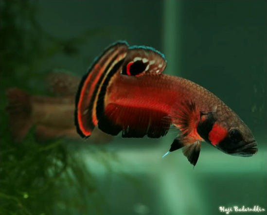 Male from a different, undisclosed locality with courtship colouration.