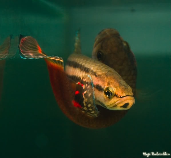 Once eggs and milt have been released the pair begin to separate.
