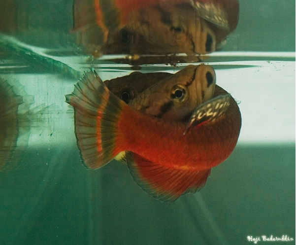 Here follows images of a spawning sequence beginning with the pair in a typical anabantoid 'embrace'.
