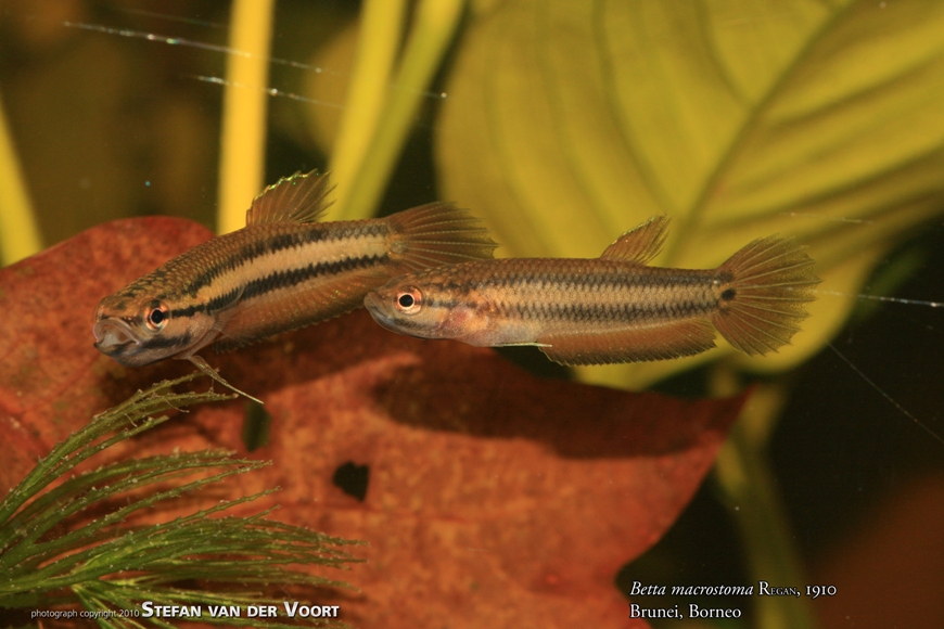 Captive-bred (F1) subadults collected from a locality in Brunei Darussalam.