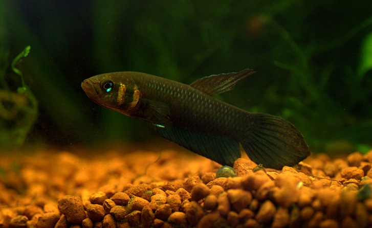 Adult male; neutral colour pattern.
