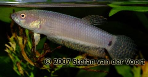 Young female of Betta pallifina from Muara Teweh.