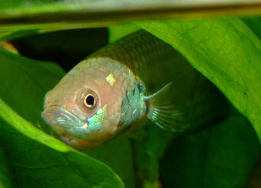 Mouthbrooding male of Betta pallifina from Muara Teweh.