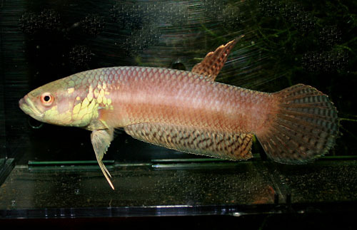 Male of Betta pallifina from Muara Teweh, Kalimantan Tengah, Borneo.