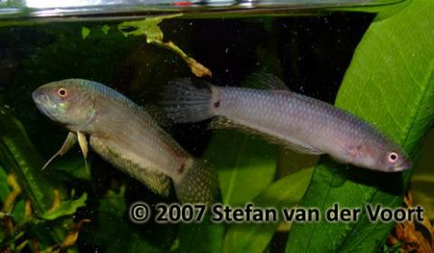 Young pair of Betta pallifina Mouthbrooding male of Betta pallifina from Muara Teweh; male to the left.