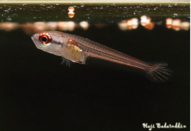 10-day old fry of B. persephone.