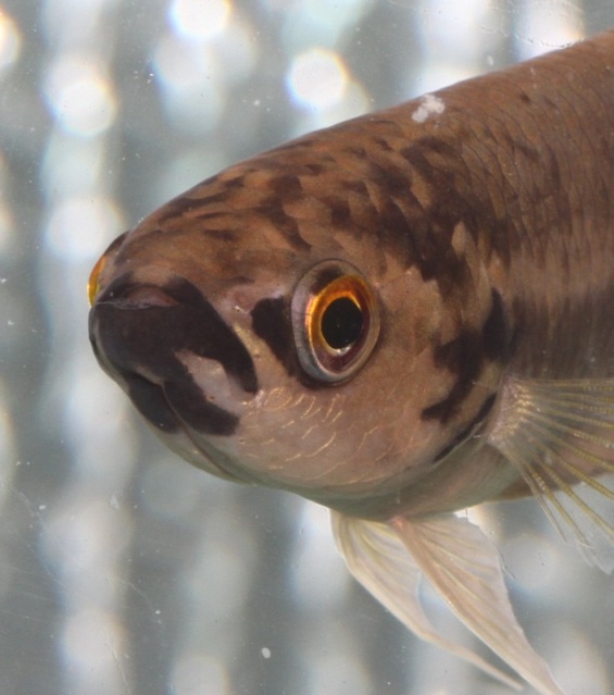 Head detail.