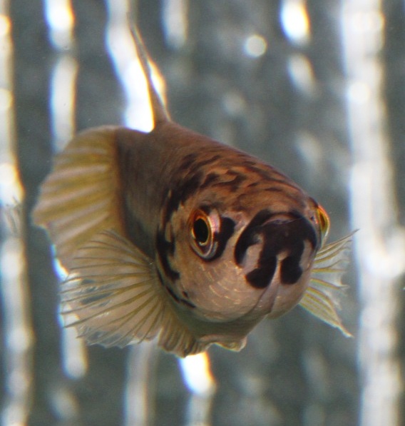 The characteristic throat marking is clearly visible in this specimen from the U.K. aquarium trade.