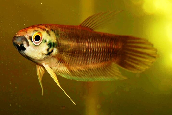 Individual from Terengganu state, Peninsular Malaysia.