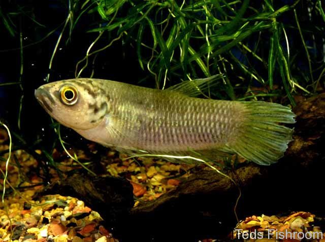 Female from the U.S. aquarium trade; population unknown.