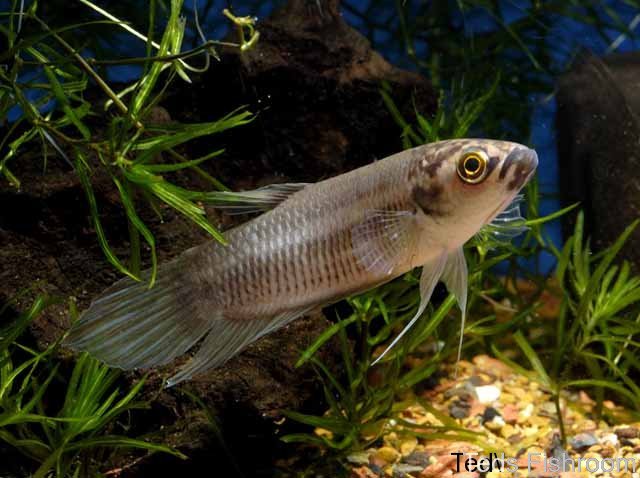 Male from the U.S aquarium trade; population unknown.