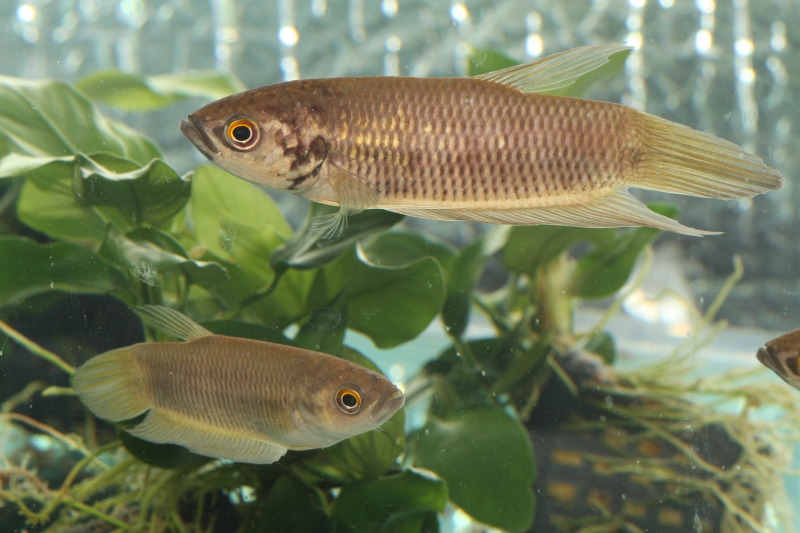 Adult pair from the U.K. aquarium trade; male upper.
