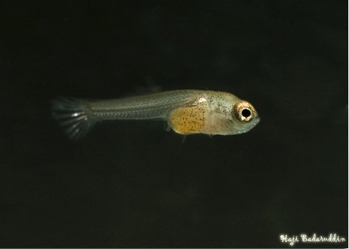 Free-swimming fry, three days after being released by the male.