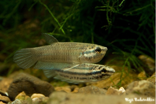 Pair post-spawning. The male now has a full brood of fertilised eggs in his mouth.