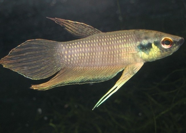 Male from the aquarium trade: population unspecified.