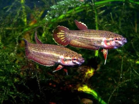 Aquarium-bred males in dominance display.