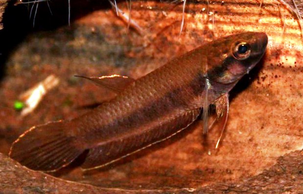 Adult female.