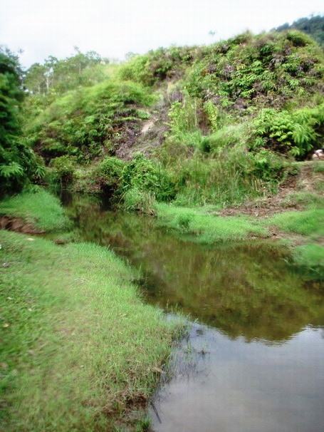 B. dennisyongi has been collected from this turbid forest stream in Aceh province, northwestern Sumatra.