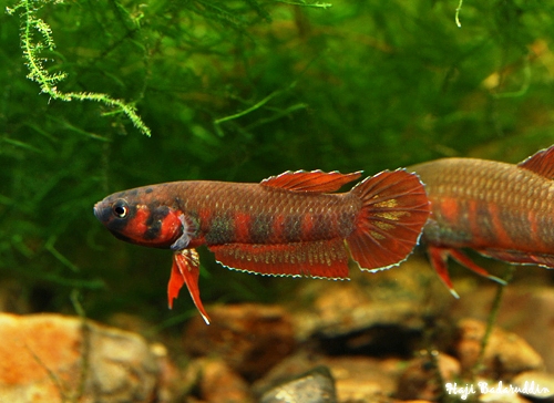 Adult male specimen; aggressive colour pattern.